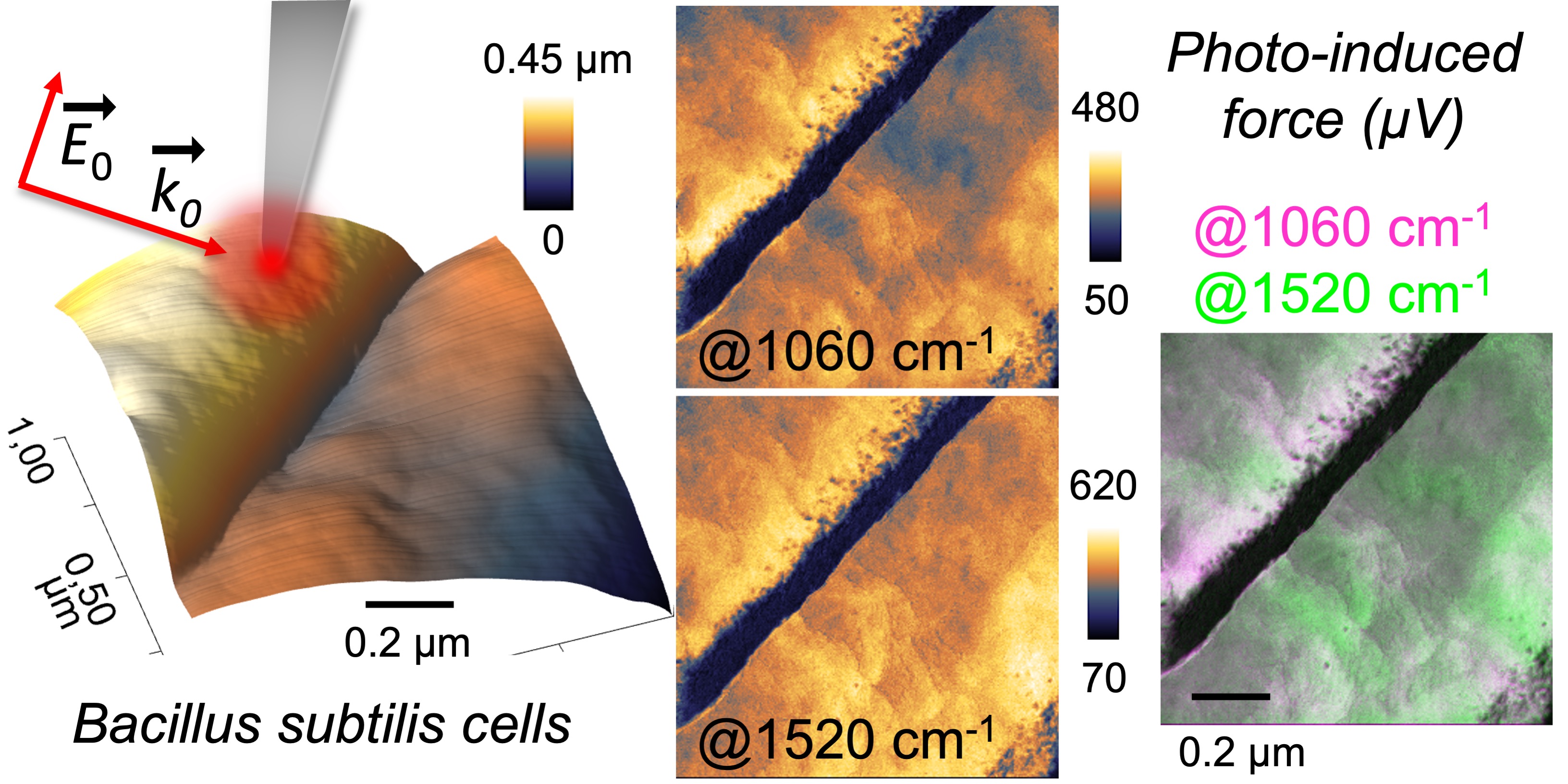PiF-IR on Bacillus Subtilis TOC figure